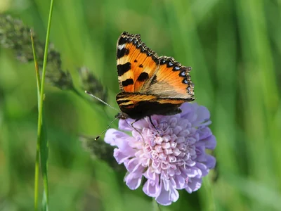 Petite tortue vivante posée sur une inflorescence, orange et bordure ponctuée de bleu visibles.