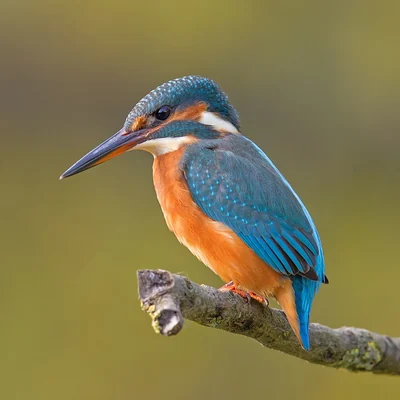 Martin-pêcheur d’Europe posé sur une branche, dessus bleu et ventre orange.
