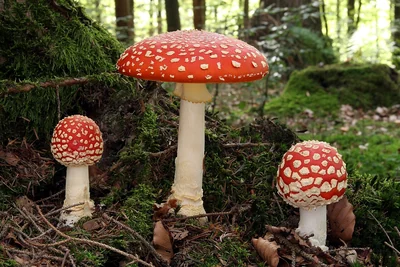 Trois amanites tue-mouches à différents stades, avec chapeaux rouges à verrues blanches et pieds blancs.