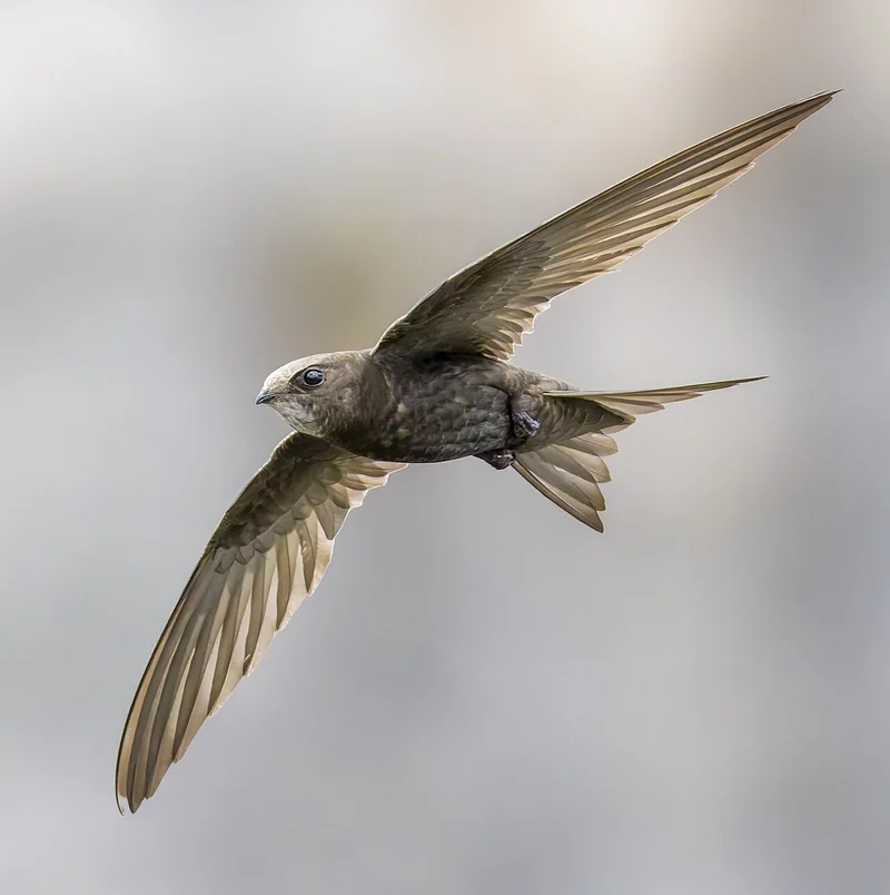 Martinet noir en vol, longues ailes étroites déployées.