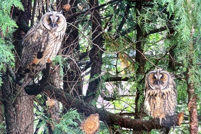Deux hiboux moyens-ducs dans un conifère, yeux orange et plumage brun strié, photographiés en Allemagne.