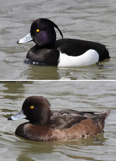 Montage photographique d’origine montrant un fuligule morillon mâle noir et blanc et une femelle brune, sur l’eau.