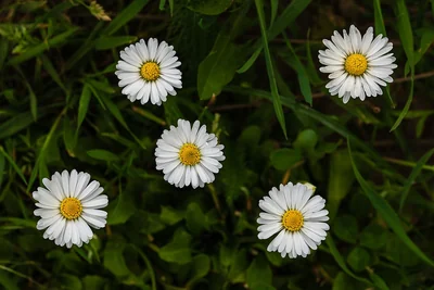 Cinq capitules de pâquerette aux ligules blanches et au centre jaune dans l’herbe.
