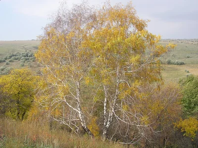 Bouleau verruqueux au feuillage jaune en automne, troncs clairs et rameaux retombants.