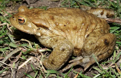 Crapaud commun mâle de profil au sol, avec une peau bosselée et un œil cuivré à pupille horizontale.