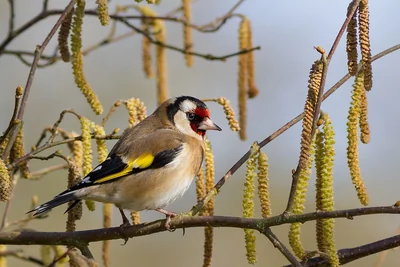 Chardonneret élégant posé sur une branche, face rouge et bande jaune de l’aile.