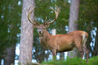 Cerf élaphe mâle debout entre des arbres, grands bois ramifiés visibles.