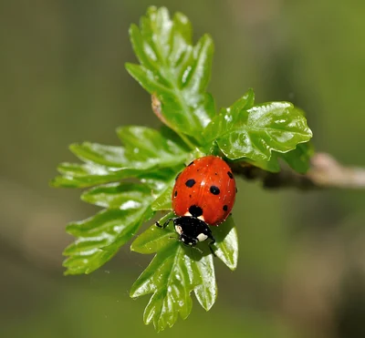 Coccinelle à sept points vue de dessus sur une feuille, élytres rouges ponctués de noir.