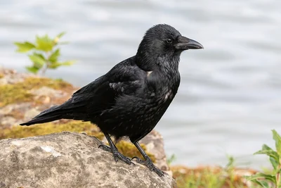 Corneille noire de profil, plumage et bec noirs.