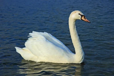 Cygne tuberculé blanc nageant, bec orange et base noire.