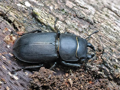 Petite biche vue de dessus sur du bois, corps noir, tête large et mandibules visibles.