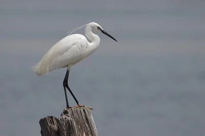 Aigrette garzette blanche posée sur un piquet, bec et pattes noirs ; pieds peu visibles.