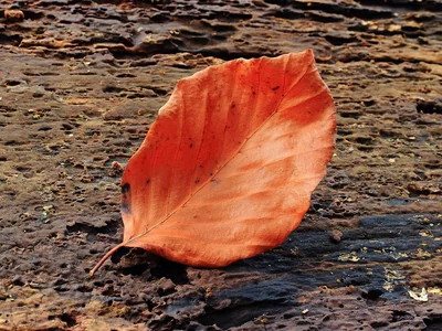 Feuille automnale de hêtre commun, ovale et aux nervures latérales visibles.