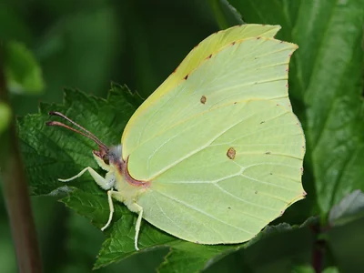 Citron posé, ailes fermées montrant leur contour pointu et leurs nervures.