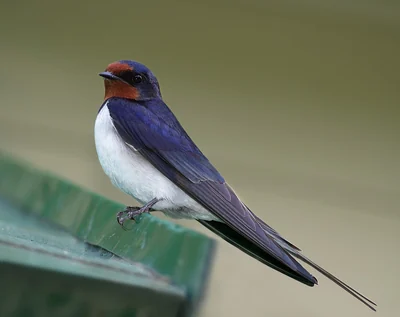 Hirondelle rustique posée, gorge rouge, dos bleu sombre et longs filets de queue.
