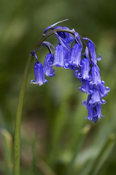 Jacinthe des bois : grappe arquée de clochettes bleu-violet pendantes.