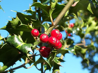 Houx : feuilles brillantes épineuses et fruits rouges sur un rameau.