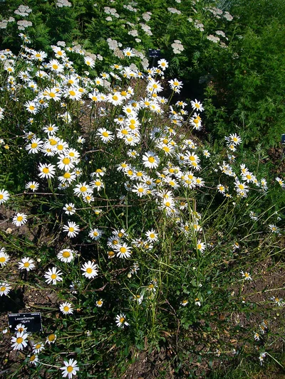 Marguerites communes en groupe, capitules blancs à centre jaune sur de hautes tiges.