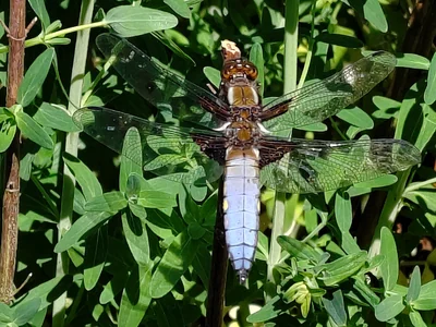Libellule déprimée mâle posée dans la végétation, abdomen bleu large et bases des ailes sombres.