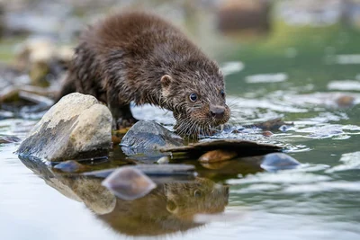 Loutre d’Europe sur des pierres au bord de l’eau, fourrure brune et large museau visibles.