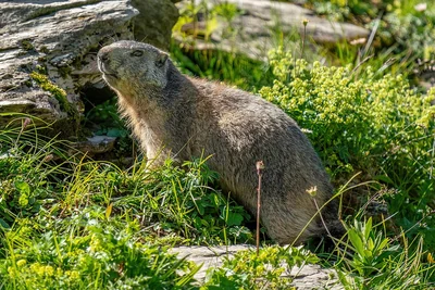 Marmotte des Alpes dans la végétation basse, corps trapu et tête large visibles.