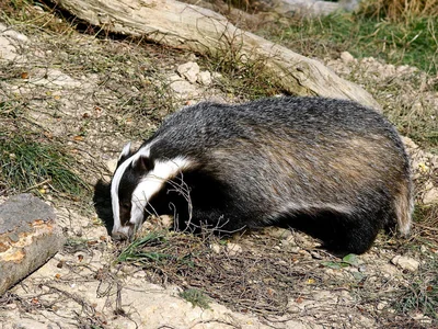 Blaireau européen vu de profil dans un parc animalier, dos gris et tête rayée de noir et blanc.