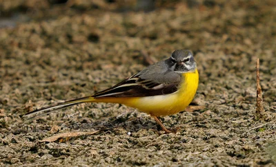 Bergeronnette des ruisseaux au ventre jaune.