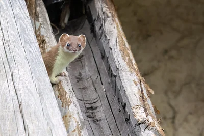 Hermine au pelage brun et clair apparaissant entre des pièces de bois.