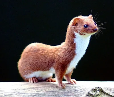 Belette d’Europe photographiée en parc animalier, de profil, dos brun-roux et dessous blanc.