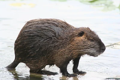 Ragondin de profil au bord de l’eau.