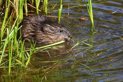 Rat musqué dans l’eau près des végétaux.