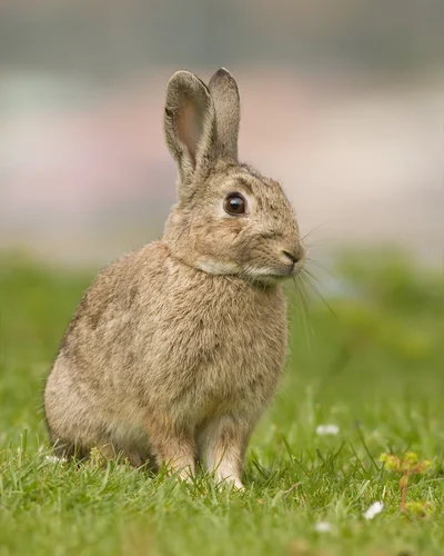 Lapin de garenne assis dans l’herbe, oreilles dressées et pelage brun-gris.