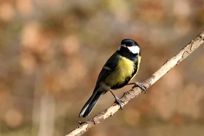 Mésange charbonnière mâle de profil, joues blanches et bande noire ventrale visibles.