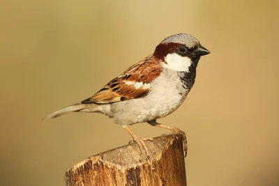 Moineau domestique mâle perché, calotte grise et bavette noire.