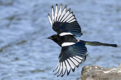 Pie bavarde en vol, ailes noires et blanches déployées et longue queue.