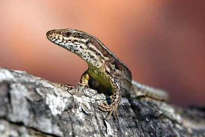 Vue rapprochée d’un lézard des murailles sur du bois, tête et flanc visibles.