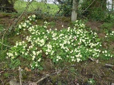 Primevères communes en fleurs dans un sous-bois, rosettes basses et fleurs pâles.