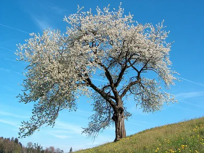 Merisier couvert de fleurs blanches au printemps.