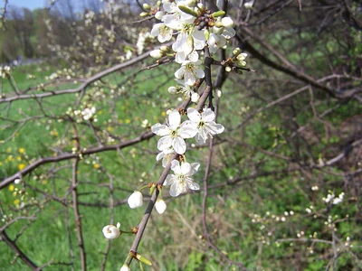 Prunellier en fleurs, petites fleurs blanches sur des rameaux presque nus.