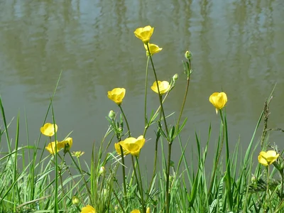 Renoncules âcres en place, fleurs jaunes simples sur de hautes tiges au bord de l’eau.