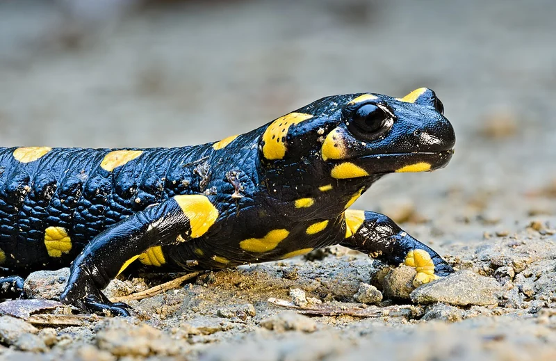Vue rapprochée d’une salamandre tachetée, à peau noire marquée de jaune.