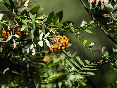 Sorbier des oiseleurs : feuilles composées et bouquet de fruits orangés.