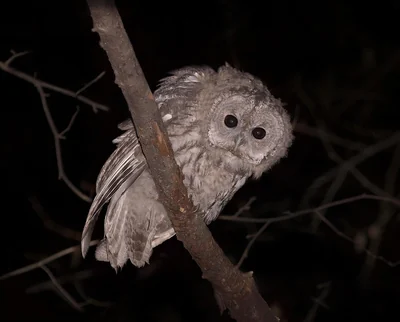 Jeune chouette hulotte perchée sur une branche, tête ronde duveteuse et yeux sombres.