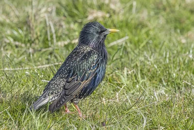 Étourneau sansonnet sur l’herbe, ponctuations et reflets du plumage visibles.