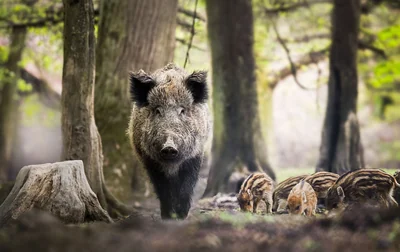 Sanglier adulte accompagné de marcassins rayés dans un parc forestier.