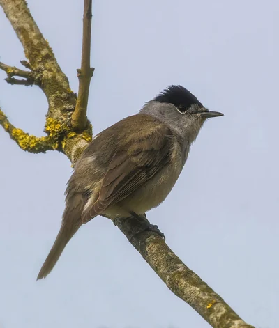 Fauvette à tête noire mâle perchée sur une branche, calotte noire et corps gris-brun.