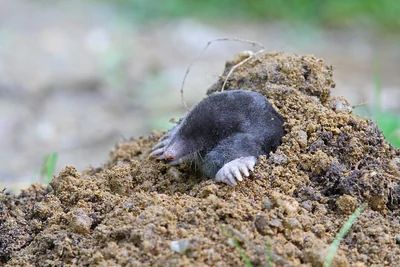 Taupe d’Europe apparaissant à la surface d’un monticule de terre, larges pattes avant visibles.