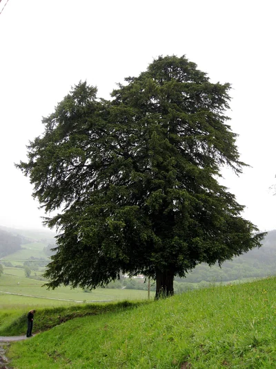 If commun entier dans un pré, couronne sombre et ramifiée.