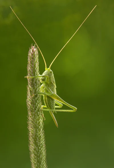 Grande sauterelle verte sur une plante.