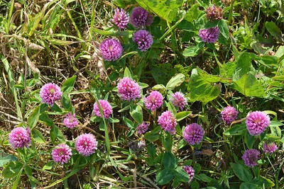 Trèfle des prés en fleurs, têtes roses arrondies et feuilles à trois folioles.